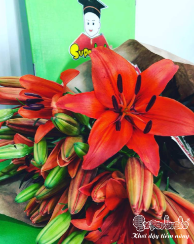 MỪNG NGÀY NHÀ GIÁO VIỆT NAM 20/11 CÙNG SUPERBRAIN