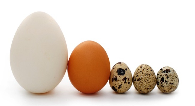 NHỮNG THỰC PHẨM CẦN BỔ SUNG GIÚP TĂNG SỰ GHI NHỚ CỦA TRẺ