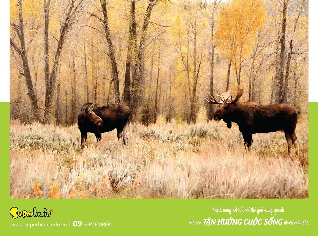 SUPERBRAIN TÔN TRỌNG YẾU TỐ THIÊN BẨM CỦA TRẺ – THÔNG ĐIỆP TỪ LỊCH NĂM 2020