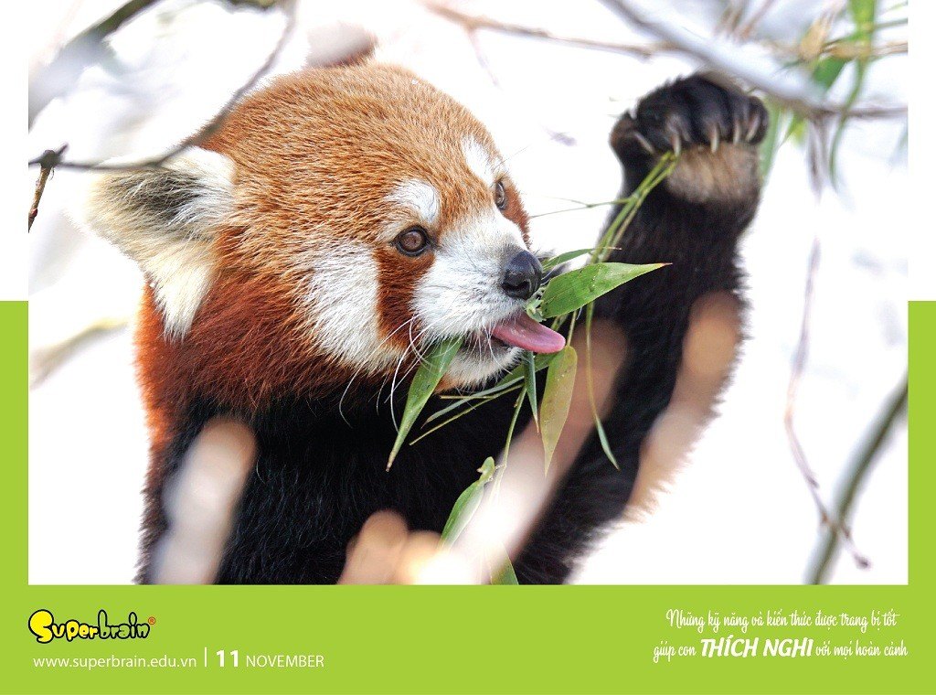 SUPERBRAIN TÔN TRỌNG YẾU TỐ THIÊN BẨM CỦA TRẺ – THÔNG ĐIỆP TỪ LỊCH NĂM 2020