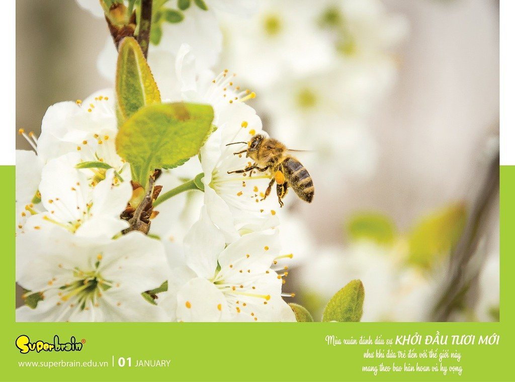 SUPERBRAIN TÔN TRỌNG YẾU TỐ THIÊN BẨM CỦA TRẺ – THÔNG ĐIỆP TỪ LỊCH NĂM 2020