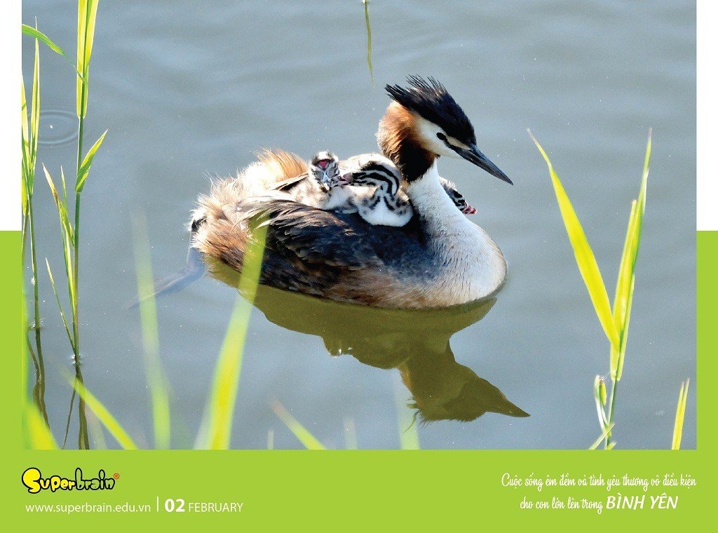 SUPERBRAIN TÔN TRỌNG YẾU TỐ THIÊN BẨM CỦA TRẺ – THÔNG ĐIỆP TỪ LỊCH NĂM 2020